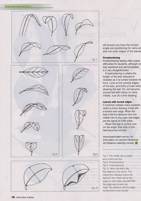 Botanical Art Drawing, Draw Leaves, Sketches Ideas, Botanical Line Drawing, Flower Drawing Tutorials, Master Drawing, Flower Art Drawing, Leaf Drawing, Flower Sketches