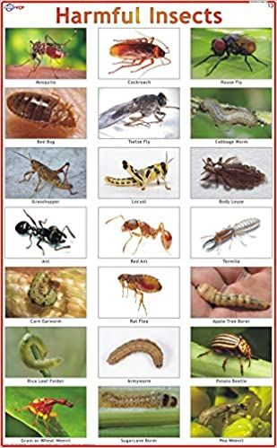 harmful insects chart - Google Search Insects Chart, Harmful Insects, Floral Business, Beneficial Insects, Book Reviews, Kindle Reading, Gardening Tips, Books Online, Insects