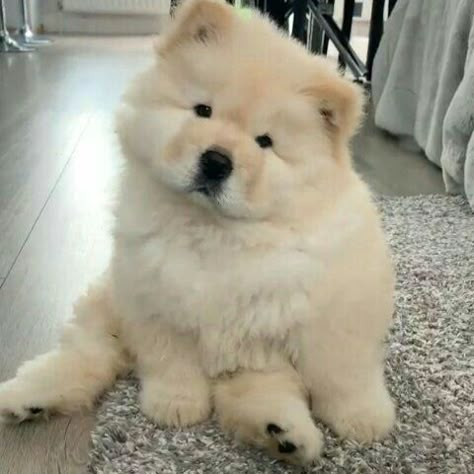 Chow Chow Puppy, Chow Chow Dogs, Cute Animals Puppies, Cute Little Puppies, Fluffy Dogs, Cute Dogs And Puppies, Cute Pets, Fluffy Animals