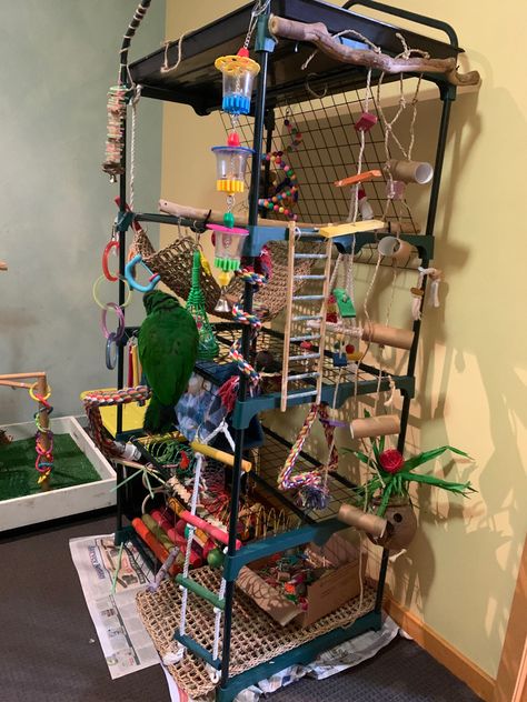 African Grey Parrot Cage Ideas, Budgie Cage Ideas, Budgie Playground, Parrot Room, Parrot Playground, Bird Room Ideas, Parrot Habitat, Parrot Ideas, Bird Playground