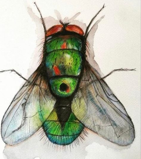 Detailed fly Bug Painting, Dark Journal, Fly Drawing, Silly People, Nature Journaling, Bug Art, Inspiration Tattoo, School Of Visual Arts, Gouache Art