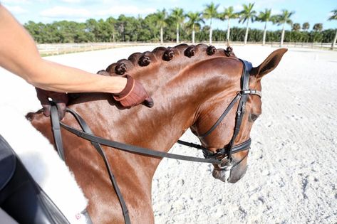 Horse Braids, Riding Ideas, Braiding Ideas, Western Dressage, Endurance Riding, Horse Braiding, Ride A Horse, Big Red Barn, Dressage Training