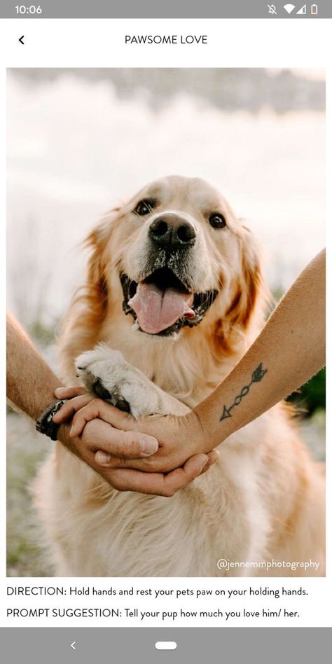 Dog Family Pictures, Pet Photography Poses, Family Dog Photos, Dog Photoshoot Pet Photography, Family Pet Photography, Dog Photography Poses, Shooting Couple, Behavior Tips, Animal Photoshoot