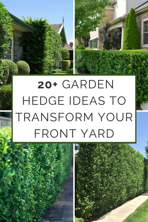 Your front yard is your home's first impression, and a well-designed hedge can be the difference between ordinary and extraordinary. Hedges aren't just about boundaries and privacy; they offer an opportunity to add structure, texture, Short Hedges In Front Of House, Hedge Ideas Front Yards, Hedge Row Ideas, Hedge Plants Landscaping Ideas, Boxwood Hedge Front Yard, Front Yard Arbor, Hedge Garden Ideas, Japanese Yew Hedge, Hedges In Front Of House