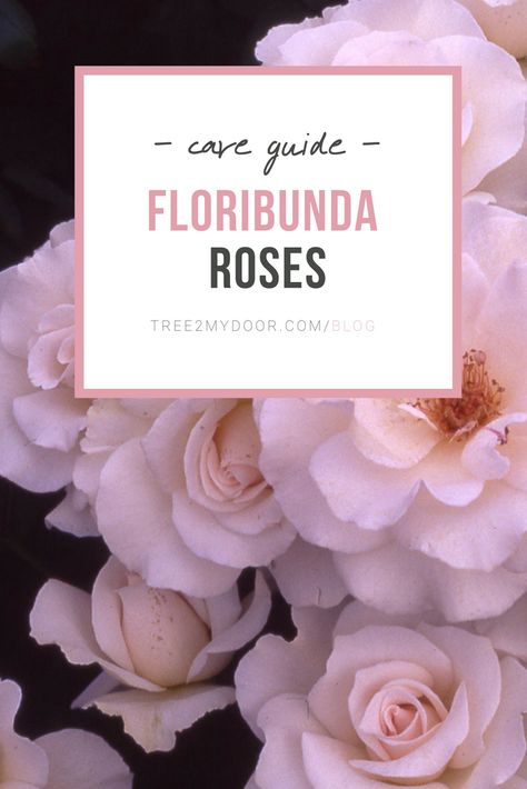 Rose Bush Care, Floribunda Roses, Floribunda Rose, Rose Gardening, Natural Pesticides, Rose Tree, Rose Bushes, Rose Care, Types Of Roses