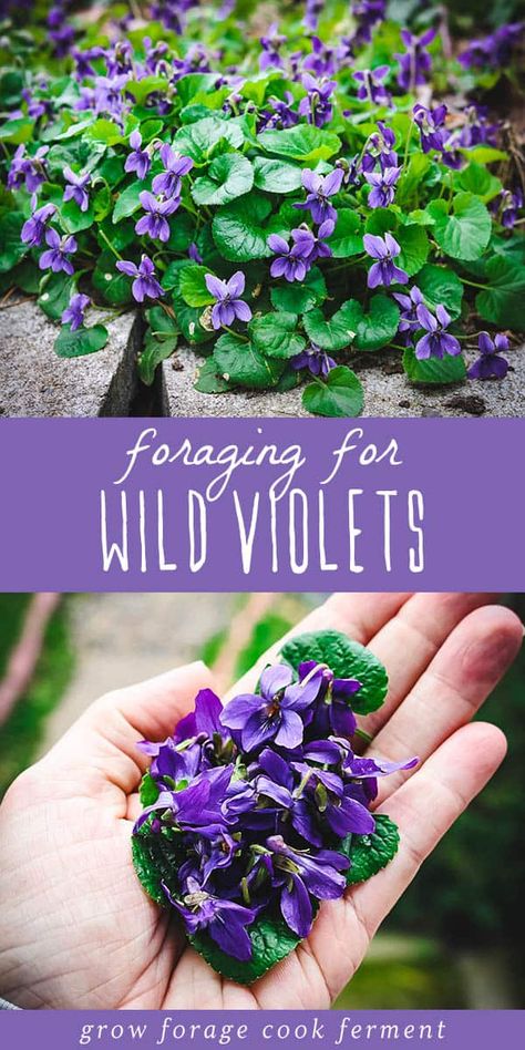 Wild violets are both edible and medicinal and come up in the late winter or early spring. Foraging for wild violets is easy as they grow almost everywhere! Wild violets are an edible and medicinal flower, and easy to spot! Learn how to identify and forage for wild violets, and the many ways to use them in the kitchen and in herbal medicine. Foraging For Beginners, Spring Foraging, Eating Flowers, Medicinal Wild Plants, Medicinal Weeds, First Flowers Of Spring, Wild Violets, Edible Flowers Recipes, Wild Foraging