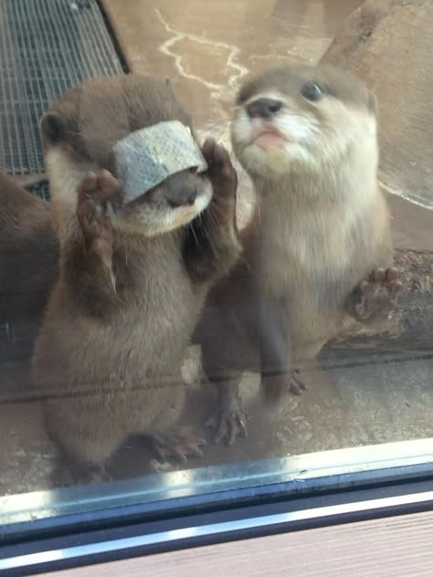 Cute Otters, Otters Cute, Otter Love, Baby Otters, Sea Otters, Pretty Animals, Sea Otter, Cute Critters, Silly Animals