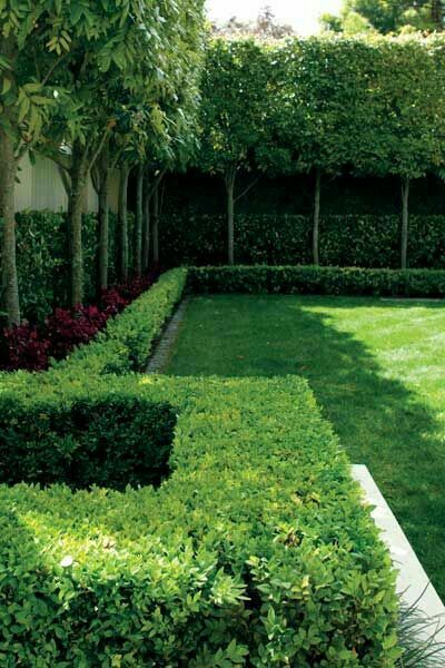 Tree/hedge Pleached Trees, Garden Hedges, Landscaping Trees, Small Courtyard Gardens, Courtyard Gardens Design, Formal Garden, Garden Architecture, Formal Gardens, Garden Design Ideas