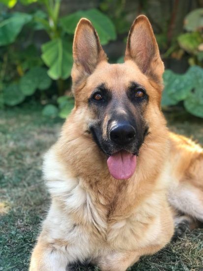 Blonde German Shepherd: Meet This Unusually Colored GSD! Purebred German Shepherd, Herding Dogs Breeds, German Shepherd Breeders, German Sheperd Dogs, German Shepherd Pictures, German Shepherd Breeds, Akc Breeds, Clever Dog, Puppy Coats