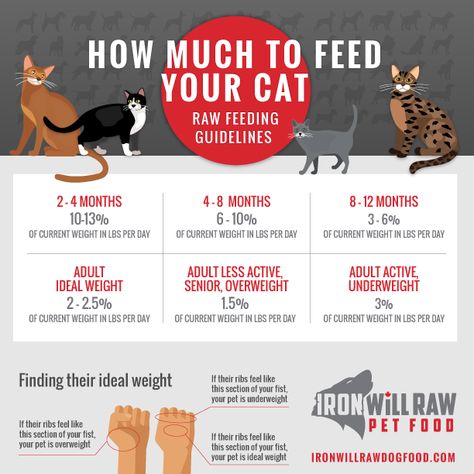 How Much Should I Feed My Cat, How Much To Feed A Cat, Raw Cat Food Diet, Cat Knowledge, Kitten Care Tips, Kitty Care, Raw Cat Food Recipes, Raw Pet Food, Homemade Cat Food