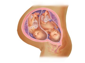 Twins In The Womb, Twin Rooms, Prenatal Development, Pregnancy Art, Fraternal Twins, Fetal Development, Newborn Twins, Twin Pregnancy, Twins Room