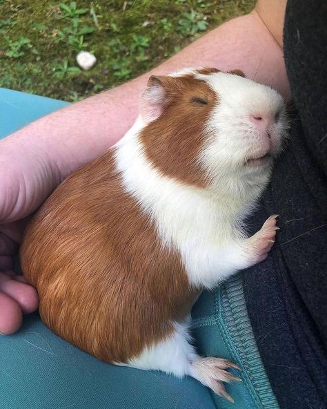 Guine Pig, Pig Pics, Guinea Pigs Funny, Baby Guinea Pigs, Pet Guinea Pigs, Guinea Pig Care, Cute Guinea Pigs, Cute Piggies, Super Cute Animals