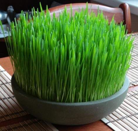 wheat grass decor 03 Grass Centerpieces, Growing Wheat, Grass Centerpiece, Simple Centerpiece, Growing Grass, Cat Grass, Cat Plants, Elizabeth Anne, Cat Garden