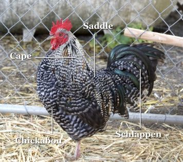 Backyard Chicken Run, Barred Rock Rooster, Barred Plymouth Rock Chickens, Barred Plymouth Rock, Barred Rock Chickens, Black Australorp, Chicken Backyard, Plymouth Rock Chicken, Best Laying Chickens