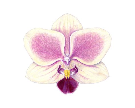 Orchid Drawing, Drawing Color, Drawing Faces, Color Pencils, Arte Inspo, Arte Sketchbook, Graphite Pencils, Color Pencil Drawing, Orchid Flower