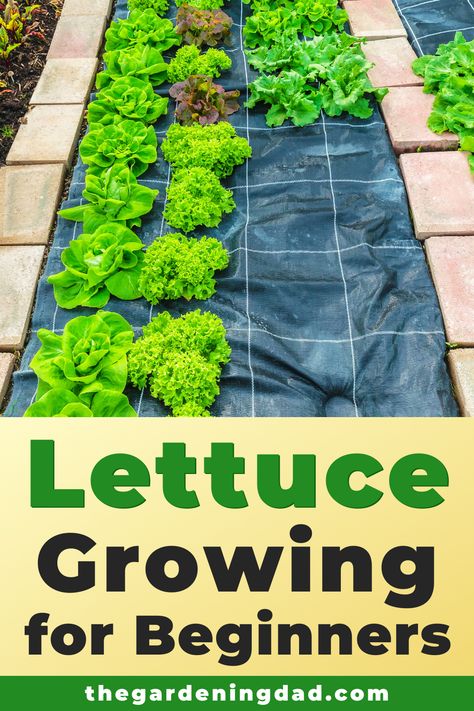 Bed 2023, Growing Lettuce Indoors, Lettuce Growing, How To Grow Lettuce, Planting Lettuce, Beginner Garden, Grow Lettuce, Vegetables Garden, Growing Lettuce