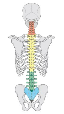 Spine Drawing, Back Anatomy, Bodybuilding For Women, Spinal Column, Skeleton Anatomy, Human Spine, Skeletal System, Human Body Anatomy, Human Anatomy Drawing