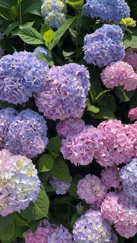 White hydrangea bouquet