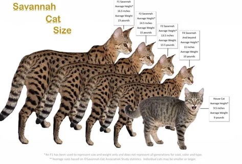 F3 Savannah Cat, Savanna Cat, Savannah Cat For Sale, Bengal Cat Breeders, Serval Cat, Savannah Kitten, Savannah Cats, Domestic Cat Breeds, Huge Cat