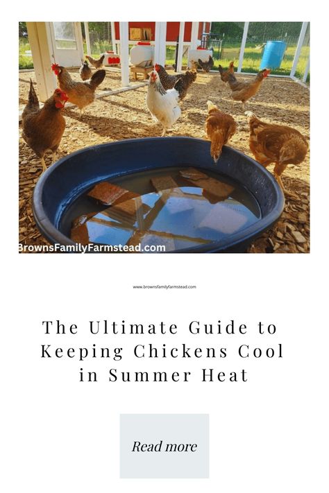 Worried about your chickens in the summer heat? Here is everything you need to know to keep chickens cool, happy, and healthy all summer. Keeping Chickens Cool, Backyard Homestead, Raising Chicks, Backyard Chicken Farming, Chicken Farming, Keeping Chickens, Baby Chickens, Chicken Farm, Backyard Chickens