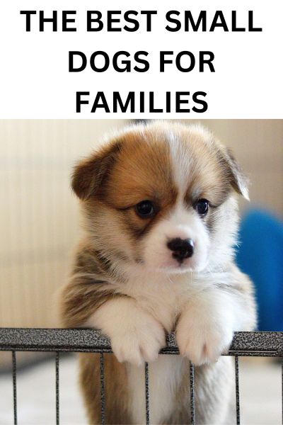 Best Small Dog Breeds for Families | Labrottie.com Small Family Dogs, Tucker The Dog, Dog Breeds For Families, Cutest Small Dog Breeds, Funny Talking Dog, Best Small Dog Breeds, Dog Dancing, Family Dogs Breeds, Tiny Dog Breeds