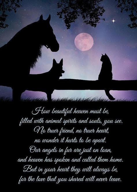 Horse Photograph - Pet Sympathy Heaven Memorial Poem For Bereavement by Stephanie Laird | Pet bereavement, Pet sympathy, Pet grief Horse Poems, Pet Heaven, Equestrian Memes, Spiritual Poems, Pet Poems, Inspirational Horse Quotes, Dog Poems, Horse Riding Quotes, Deer Signs