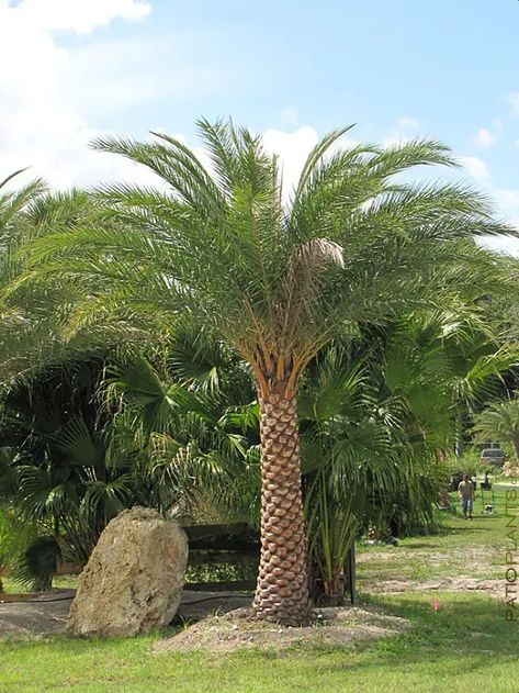 22 Best Palm Trees in Florida | Florida Palm Trees Species Palm Tree Types, Date Palm Tree, Palm Trees Garden, Canary Island Date Palm, Fishtail Palm, Florida Palm Trees, Palm Trees Landscaping, Small Palm Trees, Kentia Palm