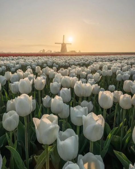 Fields of tulip 🌷 . . . . . . #flowers #field #flower #forestphotography #photography #photooftheday #picoftheday #peaceful #cozy #calm #clouds #instadaily #instagram #travelphotography Calm Flowers, Peace Photos, White Flower Field, Peaceful Photos, Fields Of Tulips, Tulip Fields Netherlands, Aesthetic Farm, Tulip Wallpaper, Field Of Tulips