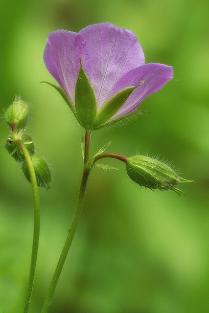 Wild geranium | Debbie | Flickr Flowers For Algernon, Wild Geranium, Flower Mural, Geranium Flower, Geranium Oil, Essential Oil Benefits, Geranium Essential Oil, Flower Essences, Indoor Flowers