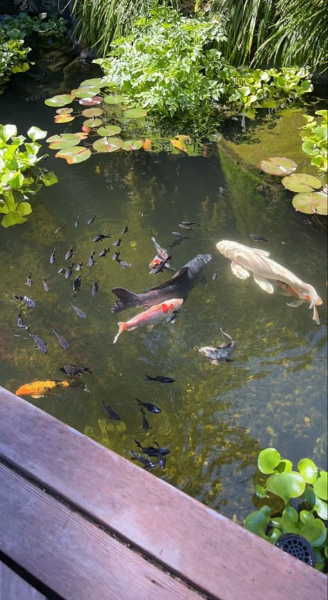 Koi Fish Garden, Types Of Mermaids, Pool Drawing, Fish Pool, Aquarium Pictures, Fish Garden, Pond Water Features, Water Aesthetic, Koi Fish Pond