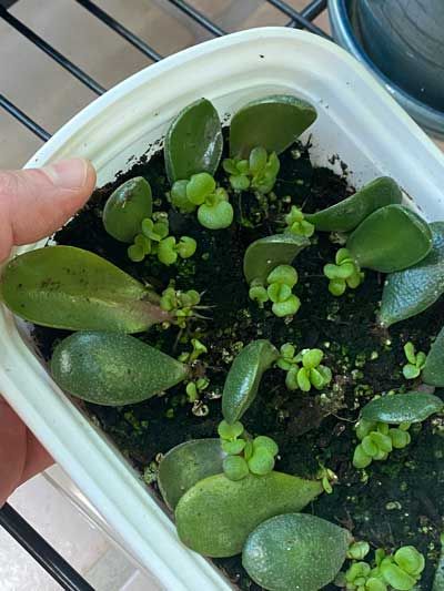 How To Propagate A Jade Plant, Jade Terrarium, Jade Propagation, Regrow Succulents, Propagating Jade Plants, Propagate Jade Plant, Jade Plant Propagation, Jade Plant Pruning, Eclectic Cottagecore