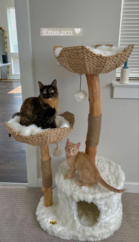 Cat Room Decor, Kitten Decor, Pfp Cat, Diy Cat Tree, Modern Cat Tree, Cat House Diy, Cat Pfp, Tree Cat, Cat Home