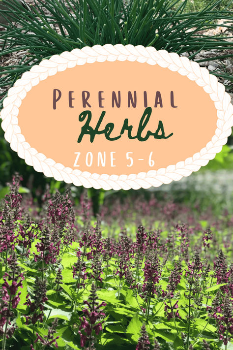 No matter your growing zone, perennial herbs can help you save money!  Come find out what herbs are perennials in zones 5-6.  This could save you so much money!  I know it does for me!  Come follow us over to Our Eden Cultivated. Perennial Herbs Zone 5, Perennial Herbs In Zone 6, Perrenial Herbs, Zone 5 Perennials, Zone 4 Perennials, Medicinal Herbs Garden, Homesteading Ideas, Shade Perennials, Perennial Herbs