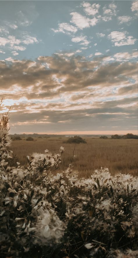 Flowers in foreground with a sunset over the marsh. Asthetic Picture Wallpaper Ios 16, Vintage Western Background, Wallpaper Backgrounds Outside, Western Boho Background, Southern Wallpaper Iphone, Aesthetic Wallpaper Backgrounds Pastel, Farmhouse Wallpaper Iphone, Southern Wallpaper Iphone Country, American Iphone Wallpaper