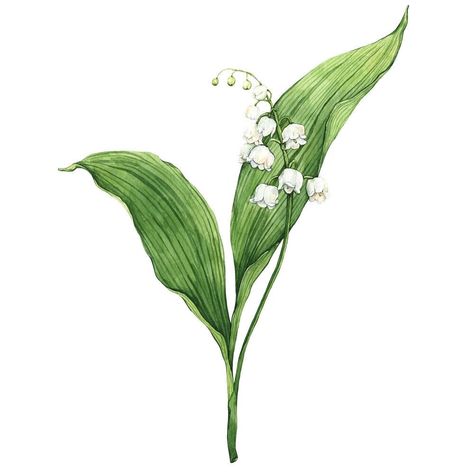 May Birth Flower, May Birth Flowers, Paintings Of Flowers, Lily Of The Valley Flowers, Illustration Studio, Botanical Tattoo, Flower Sketches, Book Illustration Art, Botanical Poster