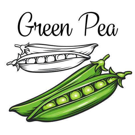 Green pea drawing icon | Premium Vector #Freepik #vector #food #hand #green #vintage Peas Drawings, Cookbook Drawings, File Cover Decoration Ideas Project School, Pea Drawing, English Stickers, Vegetables Drawing, فاصوليا خضراء, Vegetable Drawing, Homemade Books