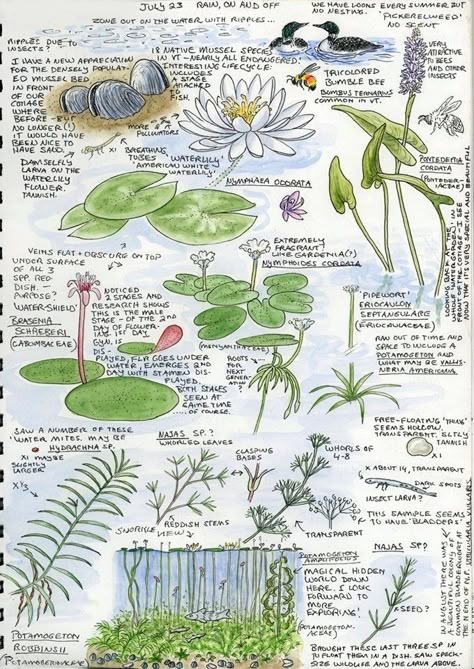 Nature Journal Ideas, Sketch Nature, Botanical Sketchbook, Nature Journals, Field Journal, Plant Study, Nature Journaling, Plant Journal, Nature Sketch