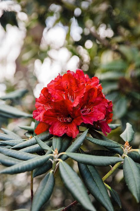 Rhodendron Flower, Nepali Illustration, Rhododendron Tree, Rhododendron Tattoo, Mad Honey, Rhododendron Flower, Rhododendron Plant, Rhododendron Garden, Lush Backyard