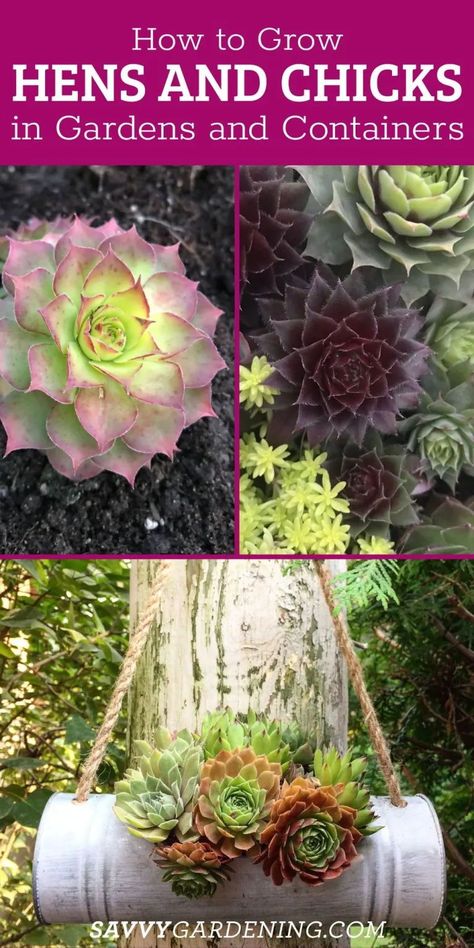 A gardening guide to growing hens and chicks plants in gardens and pots. Hens and chicks plants make great low-maintenance options for dry, sunny gardens. This popular succulent is actually called Sempervivum and is sometimes referred to by the names housleeks or hens and chicks. This is a low-maintenance and easy-to-grow succulent. This plant does very well as a houseplant, in garden pots outside, or in your yard or garden. Hens Chicks Succulents, Chicken And Hens Plants Ideas, Hen And Chicken Planter Ideas, Hens And Chicks Planting Ideas Yards, Hens And Chickens Plants Ideas Gardens, Hens And Chicks Planting Ideas Planters, Chicks And Hens Succulents Planters, Chicks And Hens Succulents Ideas, Hen And Chicks Planting Ideas