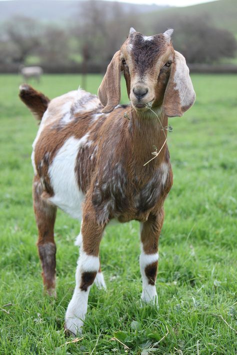 Nubian goat, Frig | Flickr - Photo Sharing! Nubian Goats Pictures, Goat Reference Photo, American Pygmy Goat, Goats Photography, Goats Aesthetic, Pictures Of Goats, Picture Of Goat, Goat Reference, Animals Wallpaper Aesthetic