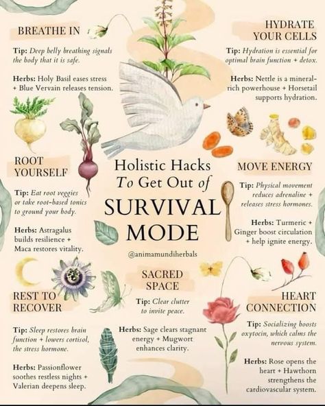 Love Hormone, Lower Cortisol Levels, Natural Healing Remedies, Herbal Healing, Herbal Magic, Herbs For Health, Survival Mode, Healing Food, Holistic Living