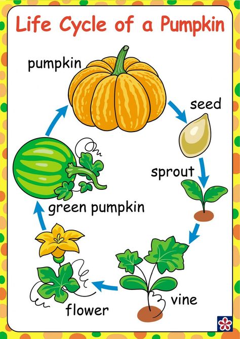 Free Printables of the Parts and Life-cycle of a Pumpkin | TeachersMag.com October Centers Preschool, Fall And Harvest Preschool, Pumpkin Informational Writing, Pumpkin Life Cycle Preschool, Pumpkin Life Cycle Kindergarten, Life Cycle Kindergarten, Lifecycle Of A Pumpkin, Pumpkin Life Cycle Craft, Pumpkin Activities Preschool