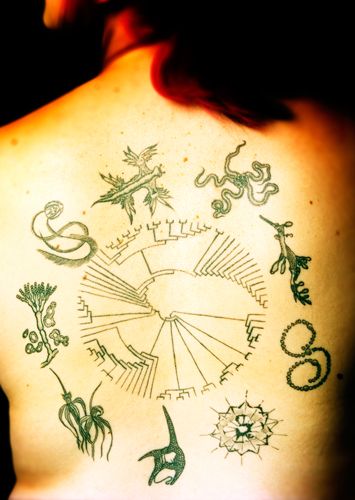 "I have been fascinated by the biological world for as long I can remember," writes Clare D'Alberto, a graduate student in zoology at Melbourne University, "so when I decided to get a tattoo it seemed logical that I look within my field for inspiration. Biology Tattoo, Scientific Tattoo, Evolution Tattoo, Science Tattoo, Science Tattoos, Funky Tattoos, Geek Tattoo, Omerta Tattoo, Octopus Tattoo