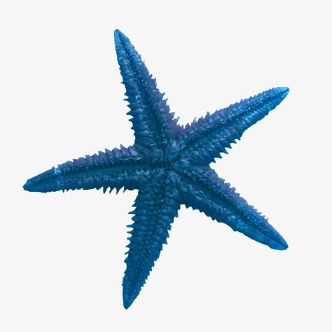 Blue Pngs, Starfish Clipart, Blue Png, Coastal Wallpaper, Blue Starfish, Beach Icon, Summer Icon, Png Aesthetic, Widget Icon