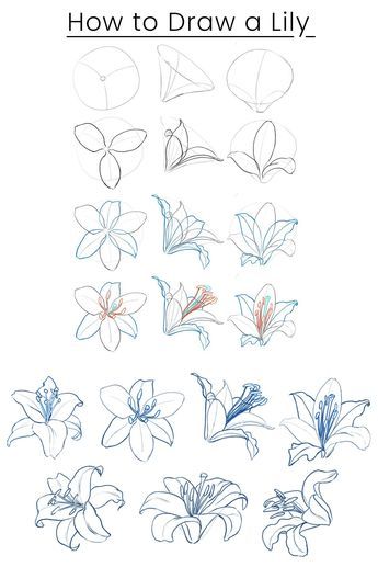 Draw Lily Flowers, How To Draw Lily Flowers, Flower Art Tutorial, Nature Aesthetic Drawing, Lily Drawing Aesthetic, Lilly Art Flower, Lily Drawing, Lily Tutorial Drawing, A Level Art Sketchbook