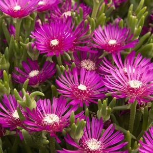 Make a Splash with Poolside Plants (Z: 3 - 7) | Be Inspired Succulent Ground Cover, Delosperma Cooperi, San Angelo Texas, Arizona Gardening, Monrovia Plants, Ice Plant, Plant Catalogs, Ground Cover Plants, Agaves