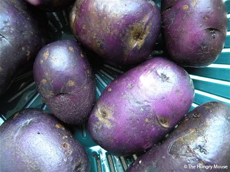 Blue Potatoes.  They exist... I actually cooked with them this weekend and then I was flipping through a Pottery Barn mag and noticed them in an arrangement.  Rustic AND blue. Blue Potatoes Recipe, Benefits Of Potatoes, Blue Potatoes, Garlic And Olive Oil, Potatoes In Oven, Dutch Blue, Potato Wedges, Roast Recipes, Russian Blue