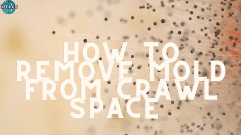 #Mold is a fungus that can grow in dark and damp areas of your home, such as in crawl spaces. Left unchecked, mold can cause extensive damage to your home and health. Luckily, there are steps you can take to detect mold from the crawl space yourself and prevent it from coming back. Blog Outline  […] Blog Outline, Mold In Crawl Space, How To Remove Mold, Remove Mold, Cleaning Mold, There Is Still Time, Mold Remediation, Mold Growth, Duct Cleaning