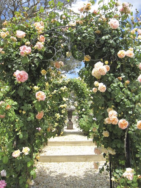 Rose Arbor resplendent with Papa Delbard Pergola Area, Flower Greenhouse, Gray Roses, French Roses, Rose Arbor, Arbors Trellis, Backyard Adventure, Sculpture Exhibition, Gardening Inspiration