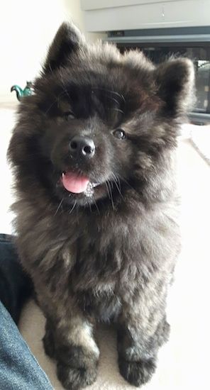 Chow Chow x Akita mix = Akita Chow Danielle Christmas, Chow Dog Breed, Chow Chow Puppies, Chow Puppies, Chow Chow Mix, Malti Poo, Pit Dog, Chow Chow Dog, Chow Dog